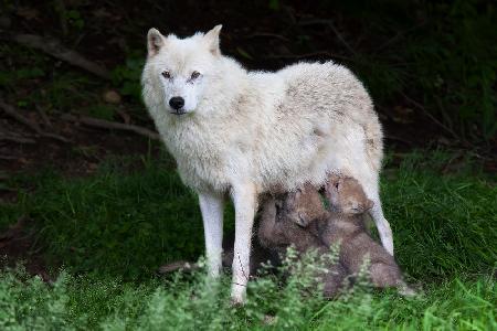 Arctic Wolves - Remus and Romulus