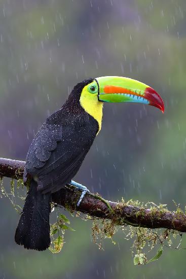 Keel-billed Toucan - Costa Rica