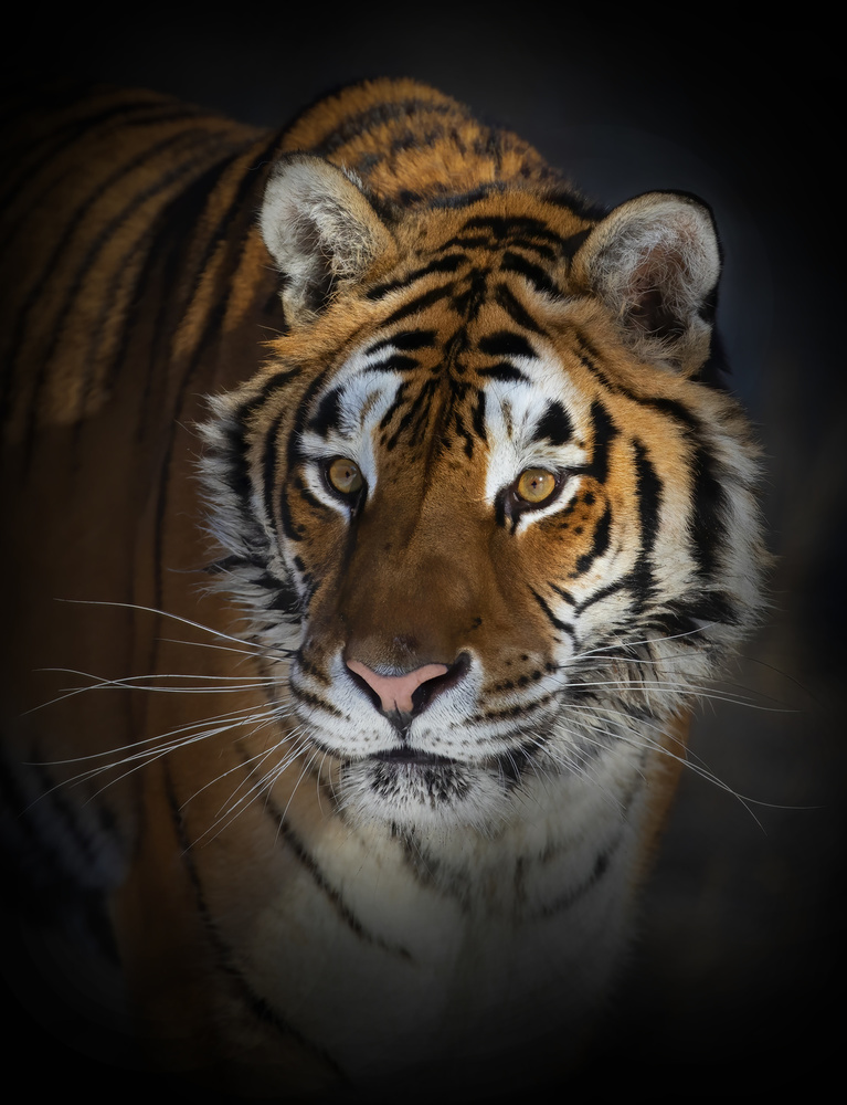 Portrait of a Siberian Tiger from Jim Cumming