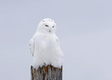 Snowy Owl - The Ghost