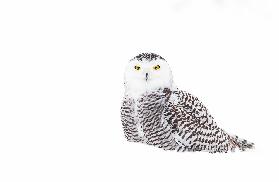 Snowy Owl in winter snow