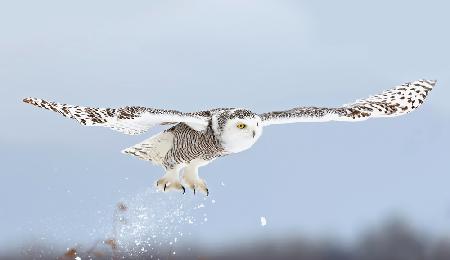 Snowy owl blast-off