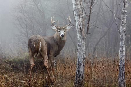 White-tailed buck - In the autumn fog