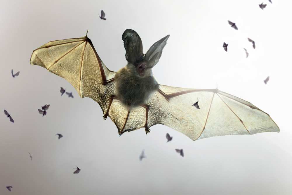 Bat from Jimmy Hoffman