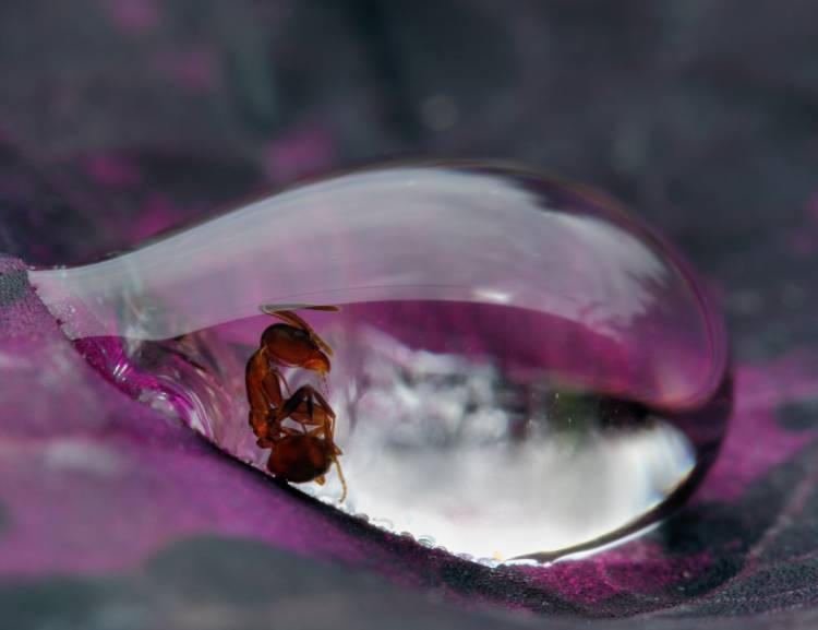 Caught in a droplet from Jimmy Hoffman