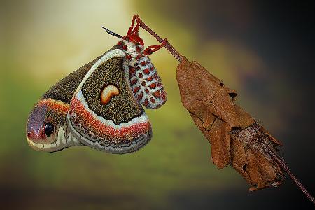 Cecropia-moth