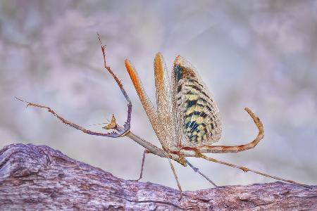 Cat mantis