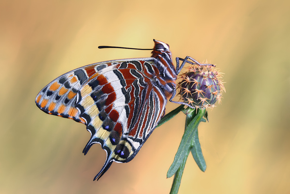 La mariposa del madroño from Jimmy Hoffman