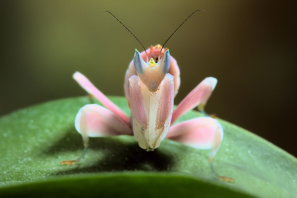 Orchid mantis from Jimmy Hoffman