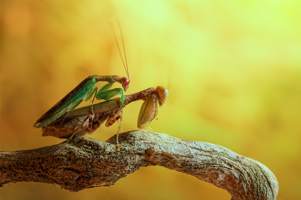 Mantises in love from Jimmy Hoffman