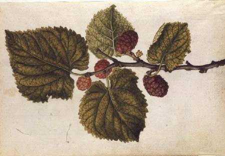 Mulberry: Morus nigra from J.le Moyne  de Morgues