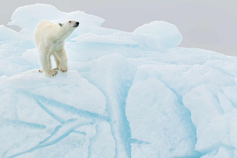 Polar bear on iceberg from Joan Gil Raga