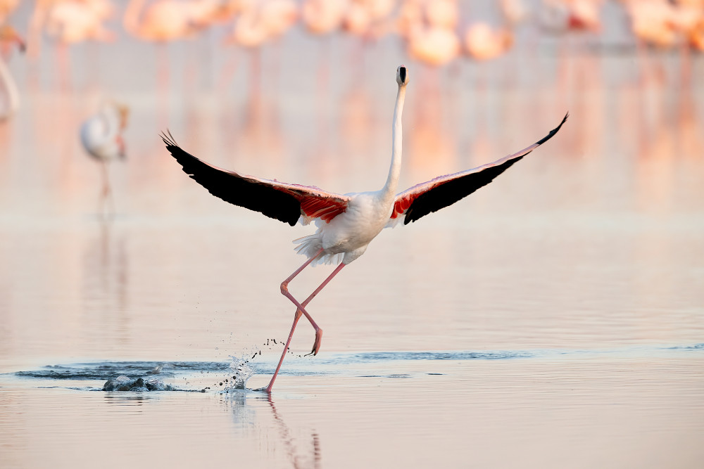 Flamingo dancing from Joan Gil Raga