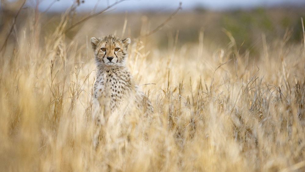 Young cheetah from Joan Gil Raga