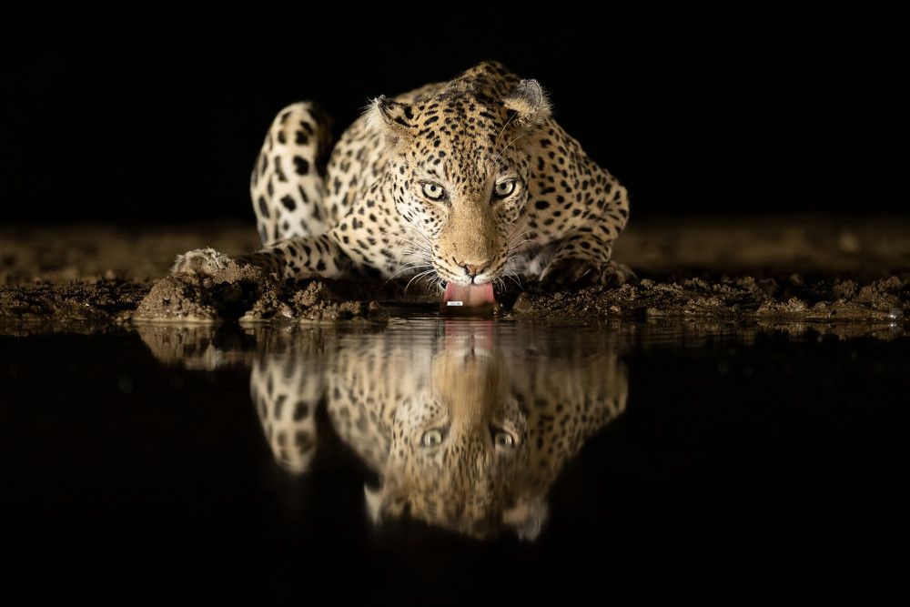 Leopard drinking from Joan Gil Raga