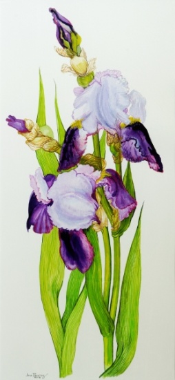 Mauve and purple irises with two buds from Joan  Thewsey