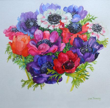 Anemones: red, white, pink and purple