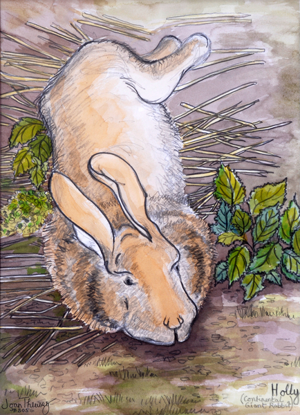 Holly,the Giant Continental Rabbit from Joan  Thewsey