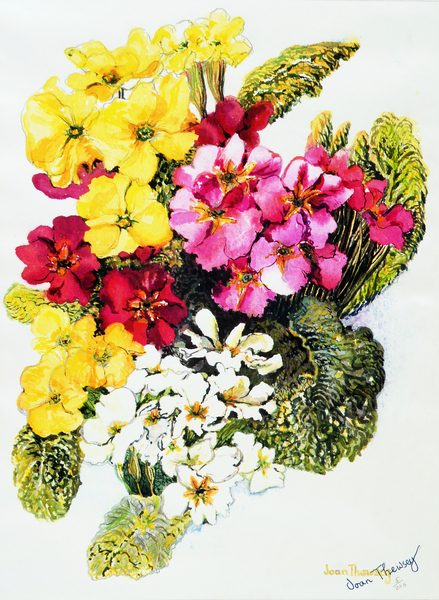 Primroses,White,Yellow,Pink and Red from Joan  Thewsey
