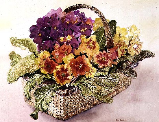 Primulas in a Basket (w/c)  from Joan  Thewsey