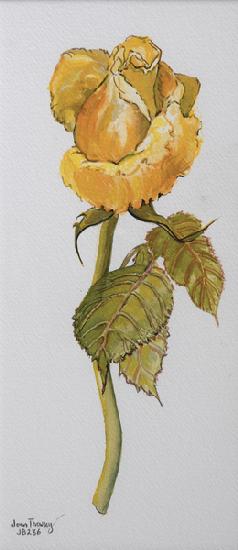 Single Yellow Rose Arthur Bell