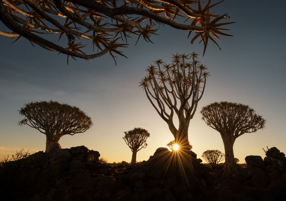 The Quiver trees in Namibia from Joan Zhang