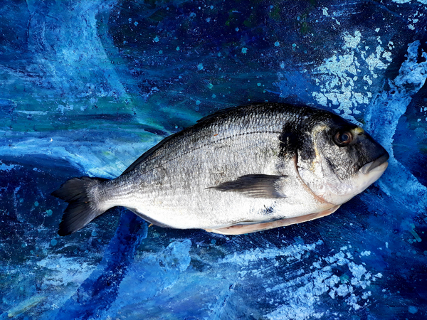 bream, fish, on canvas from jocasta shakespeare