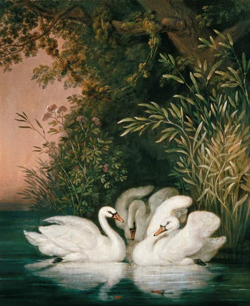 Swans from Joh. Heinrich Wilhelm Tischbein