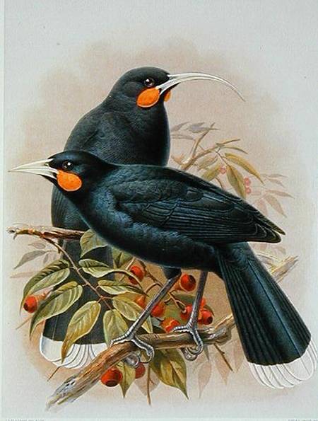 Huia, illustration from 'A History of the Birds of New Zealand' by W.L. Buller from Johan Gerard Keulemans