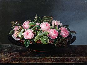 Still Life of Pink Roses