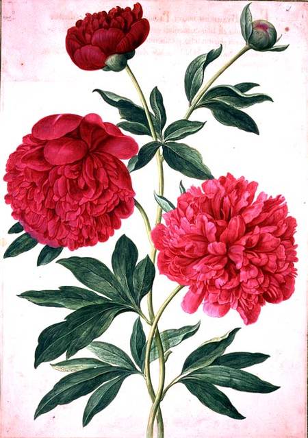 Peonies, plate 46 from the Nassau Florilegium  on from Johann Jakob Walther
