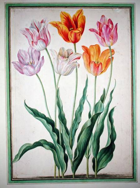 Tulips, from the 'Nassau Florilegium'  on from Johann Jakob Walther