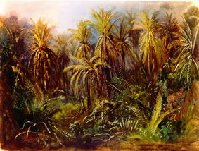 The palm woods at Manzanillo. from Johann Moritz Rugendas
