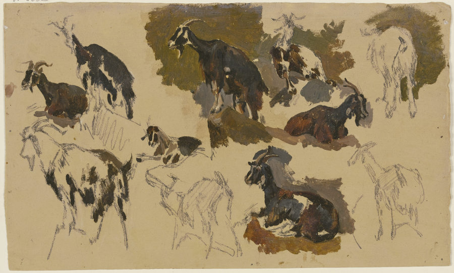 Eleven goats from Johann Nepomuk Rauch