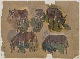 Five mules