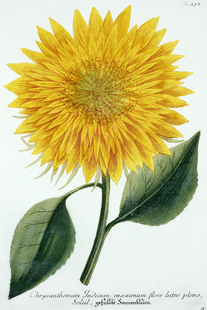 Chrysanthemum Indicum from 'Pythanthoza Iconographica', published in Germany from Johann Wilhelm Weinman