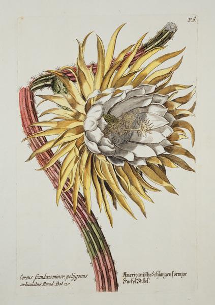 Cereus Scandens Minor Polygonus from 'Phythanthoza Iconographica', published in Germany