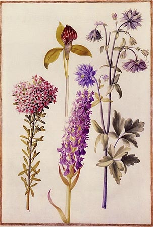 Heath rose, Aronstab, wild orchid and aquilegia from Johanna Helena Herolt