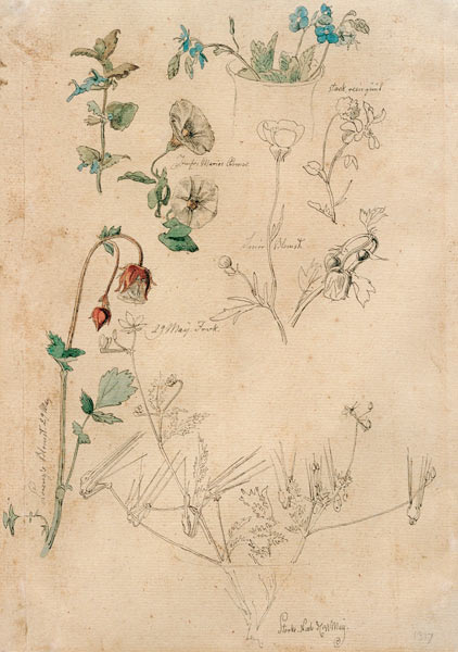 Pflanzenstudie from Johan Thomas Lundbye