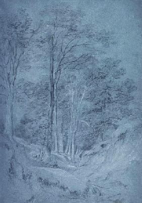 Study of ash and other trees (pencil on paper, heightened with white chalk)