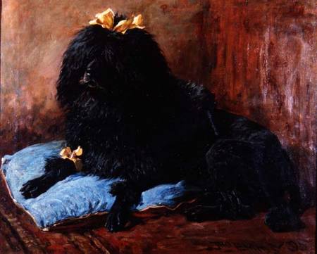 A Black Standard Poodle on a blue cushion from John Emms