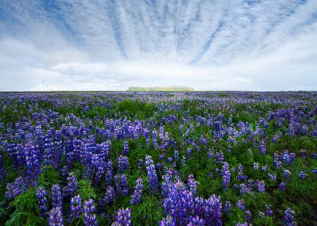 Field of Lupines