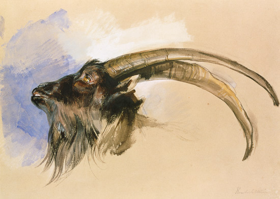 Head of a steinbock from John Frederick Lewis