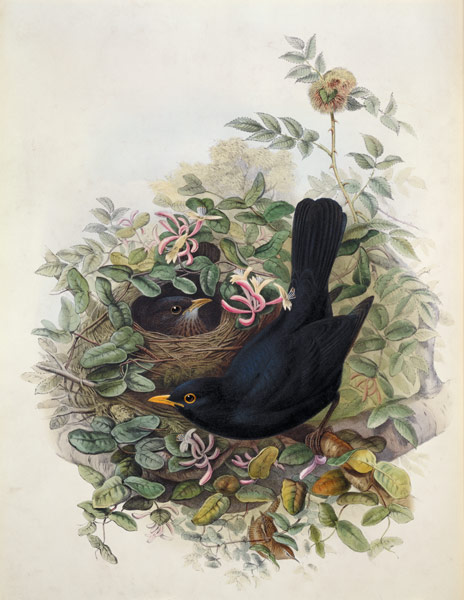 Blackbird, 1873 (pencil, w/c on from John Gould