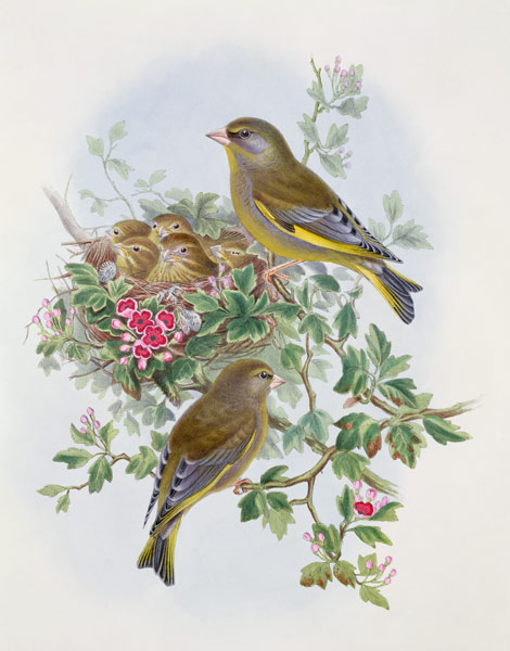 Greenfinch, 1873 (w/c, pencil on from John Gould