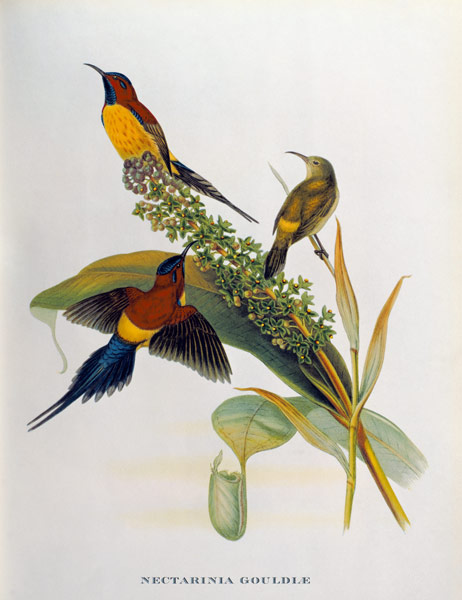 Nectarinia Gouldae from 'Tropical Birds' from John Gould