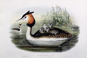 Great Crested Grebe (Podiceps Cristatus) (hand coloured litho)