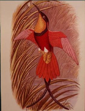 Humming Bird: Crimson Topaz, plate 23 from 'Cassell's Book of Birds'