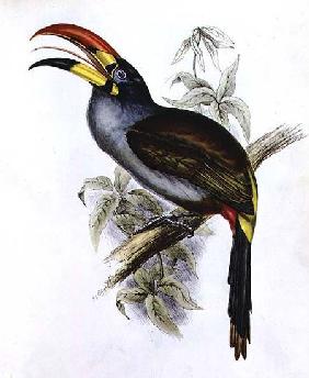 Pteroglossus Hypoglaucus from 'Tropical Birds'