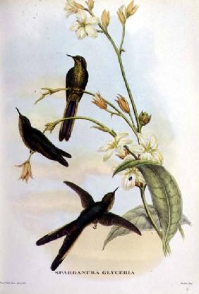 Sparganura Glyceria: from 'Tropical Birds'